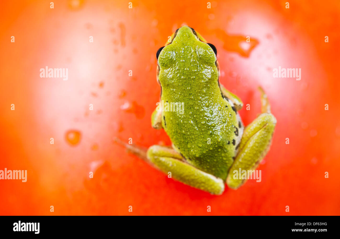 Closeup photo of green garden frog on blurred out ripe tomato surface background Stock Photo