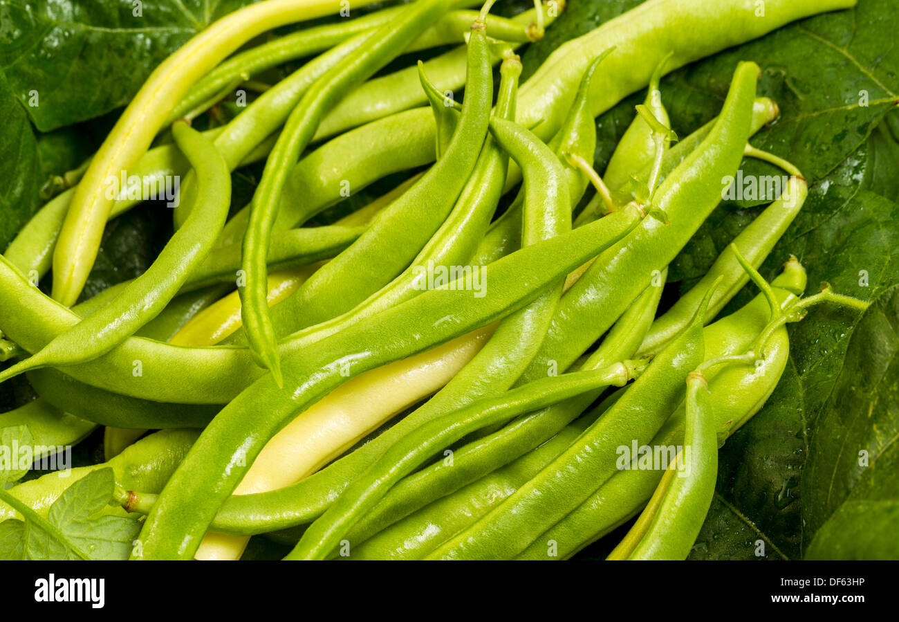 shot on location photo of green and yellow beans sitting in a pile with dark green leafs in background Stock Photo