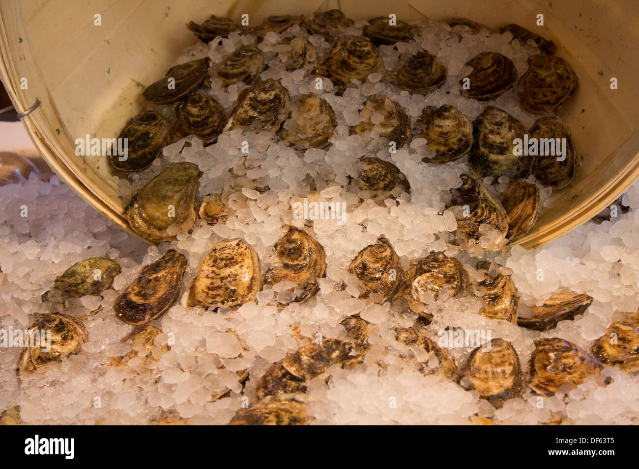 Frozen oysters in ice spilling out of a bucket over a counter Stock