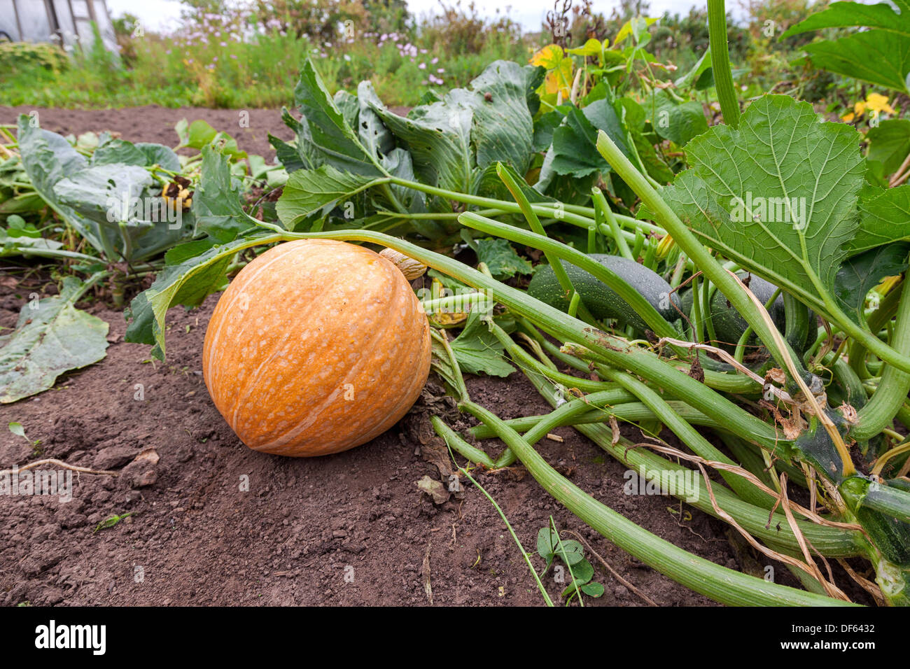 Orange pumpkin growing on the vegetable patch Stock Photo - Alamy
