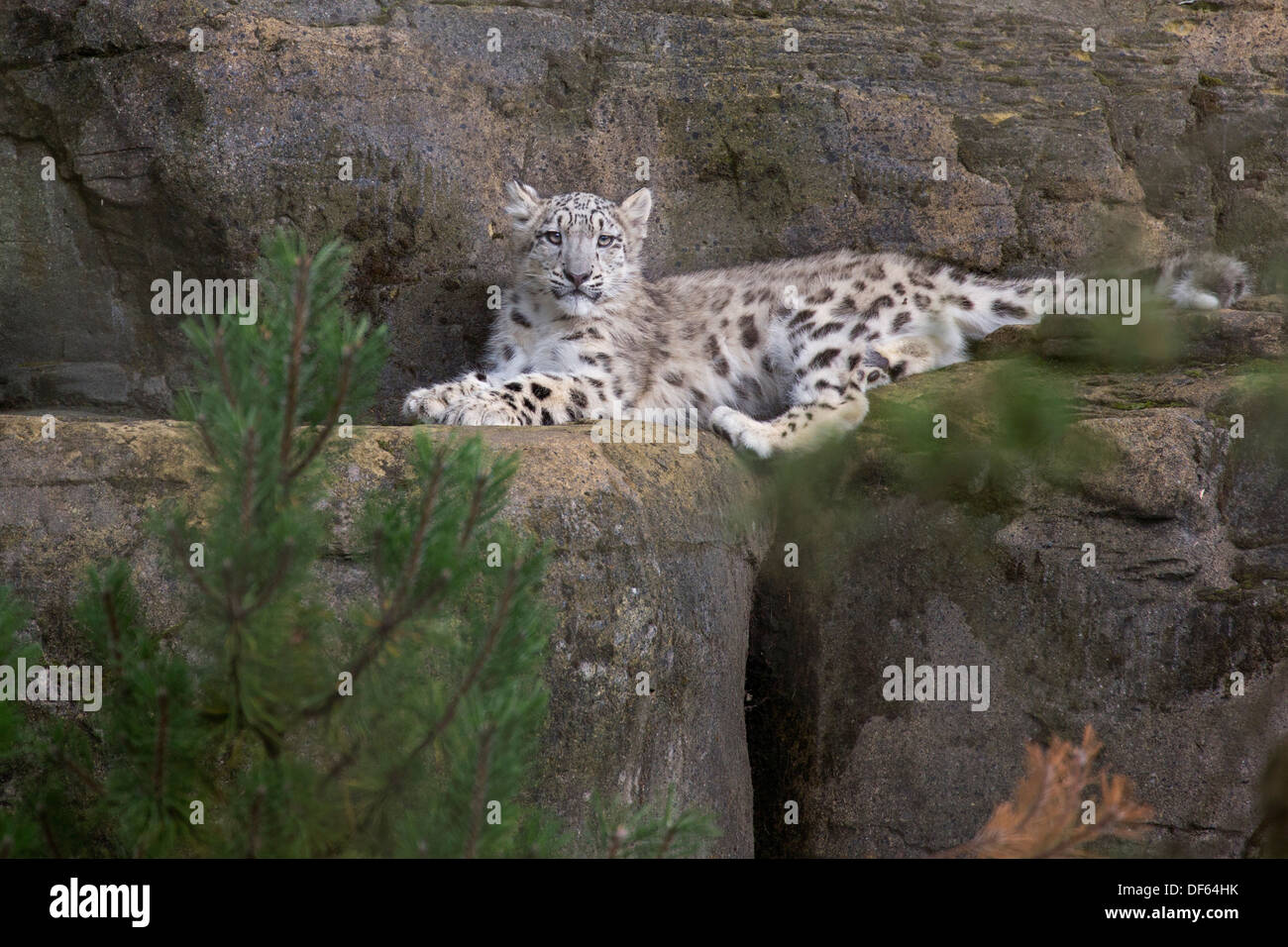 Snow Leopard cub, 5 months old Stock Photo