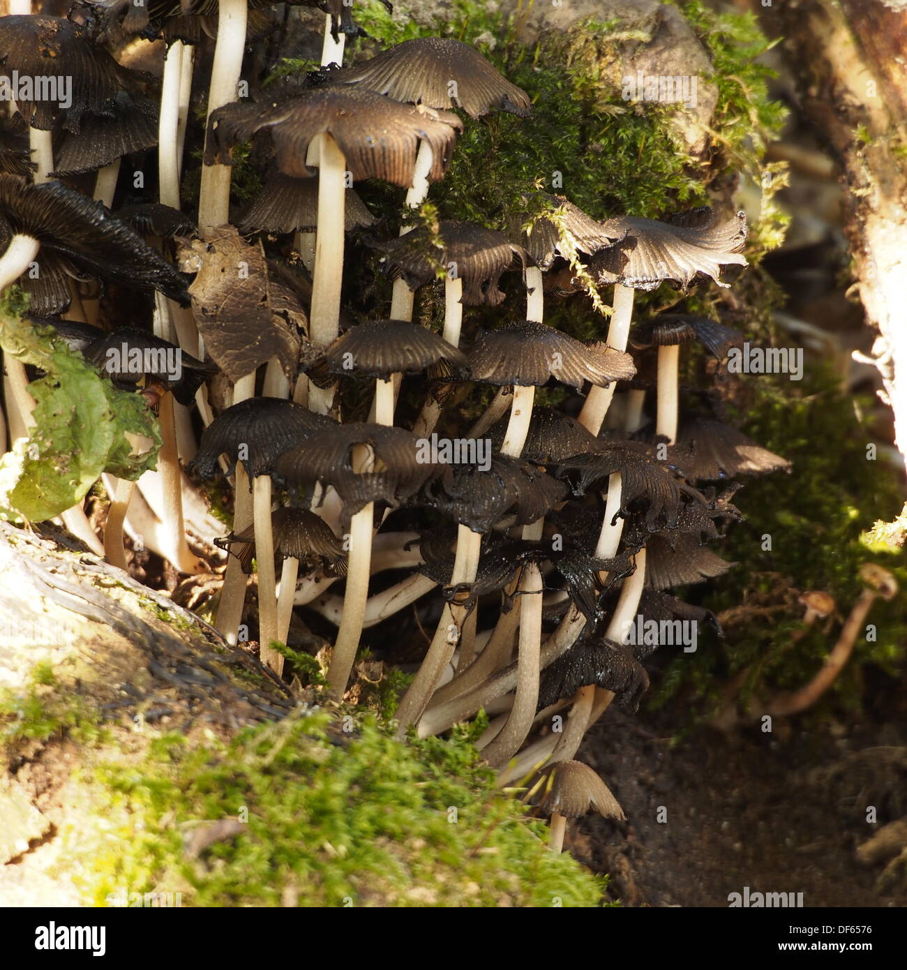Preston, Lancashire, UK. 28th September 2013. New Autumn fungi at Brockholes nature reserve. © Sue Burton/Alamy Live News Stock Photo