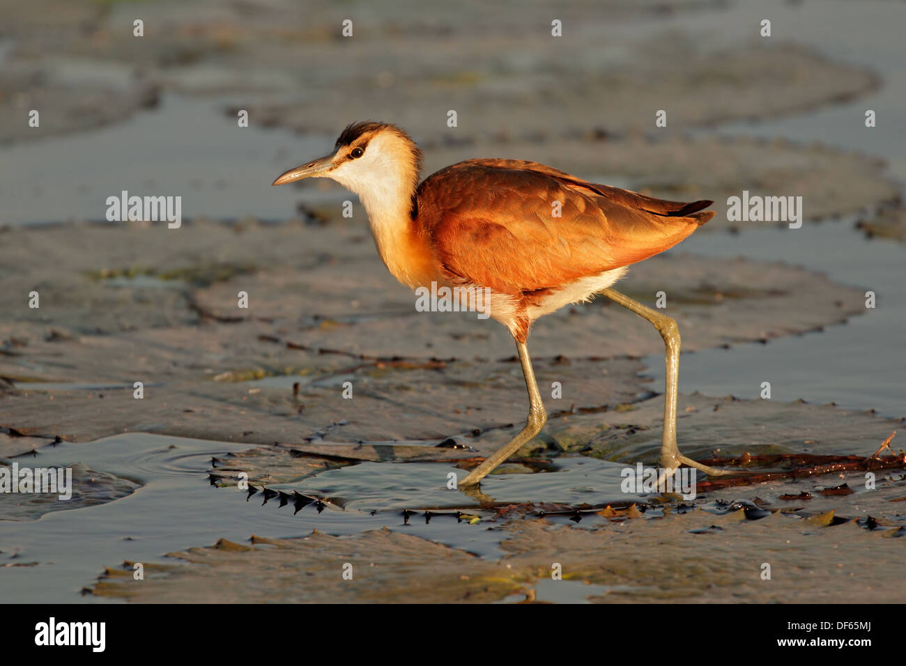 African Jacana (Actophilornis africana) on a water lily leaf, southern Africa Stock Photo