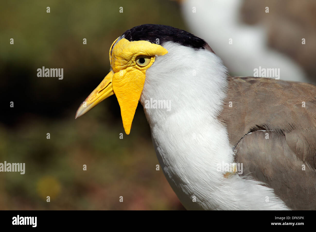 Portrait of a masked lapwing (Vanellus miles), Northern territory, Australia Stock Photo