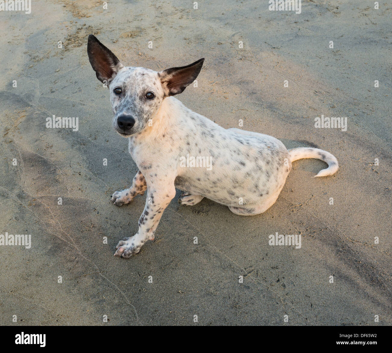 playful spotty puppy on a beach, India Stock Photo