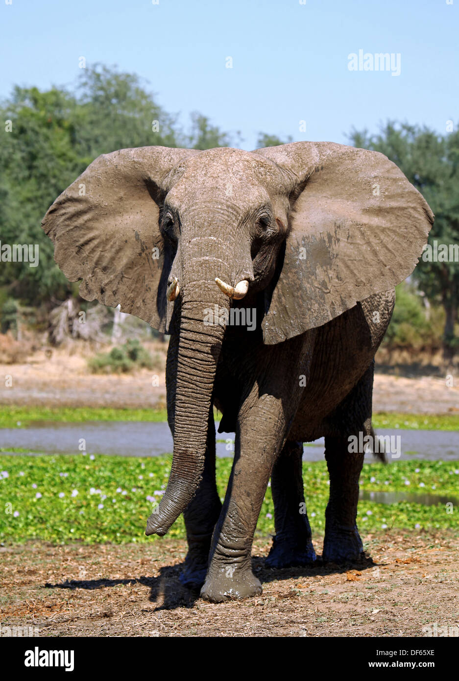 elephant at Lower Zambezi National Park, Zambia Stock Photo