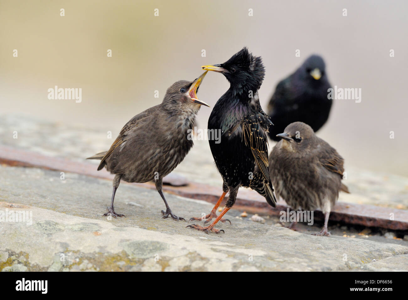 Starling - Juveniles being fed by parent Sturnus vulgaris Stock Photo