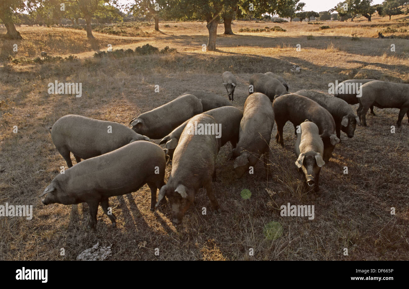 Pata negra hi-res stock photography and images - Alamy