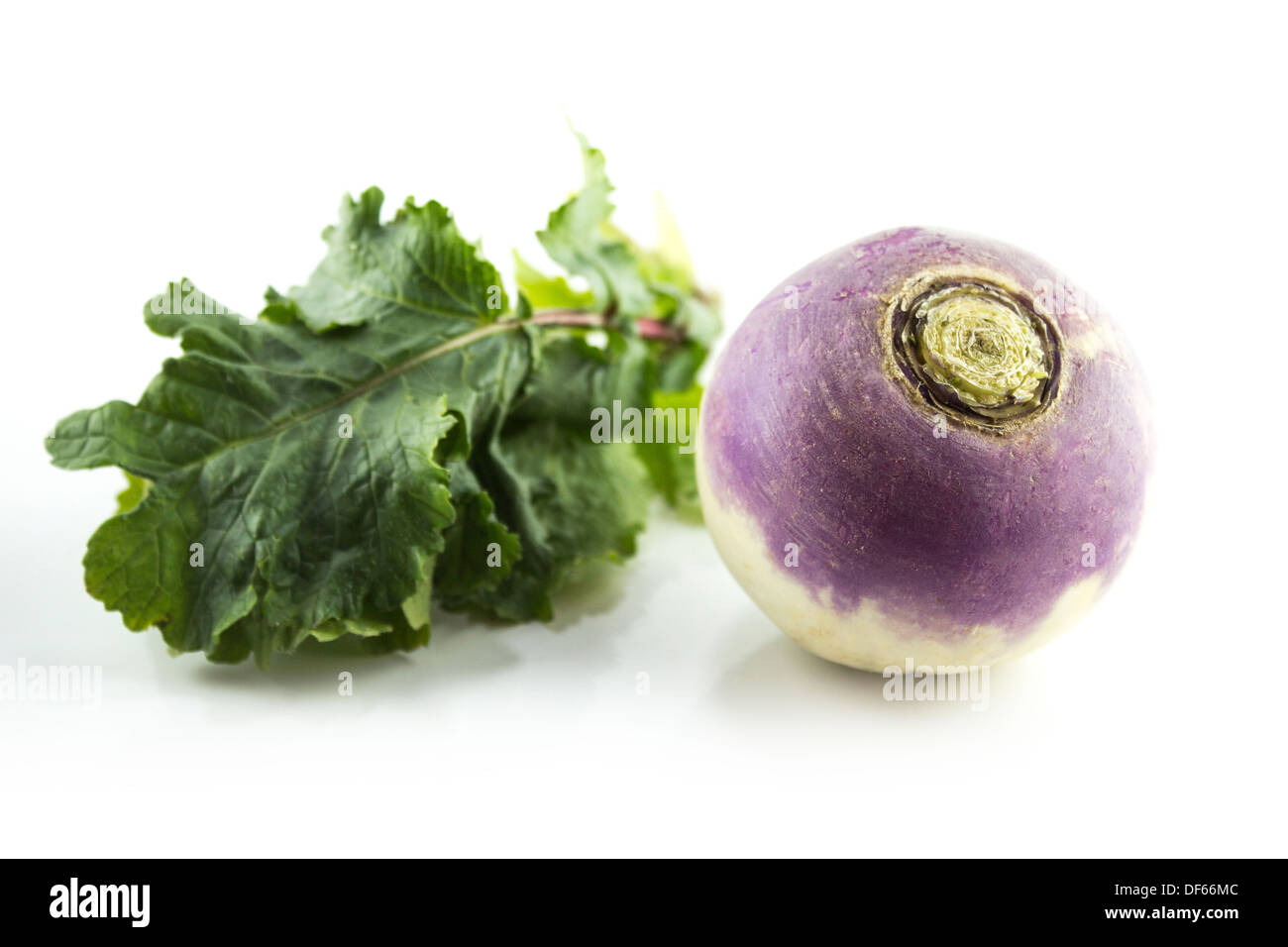 purple headed turnips on white background Stock Photo