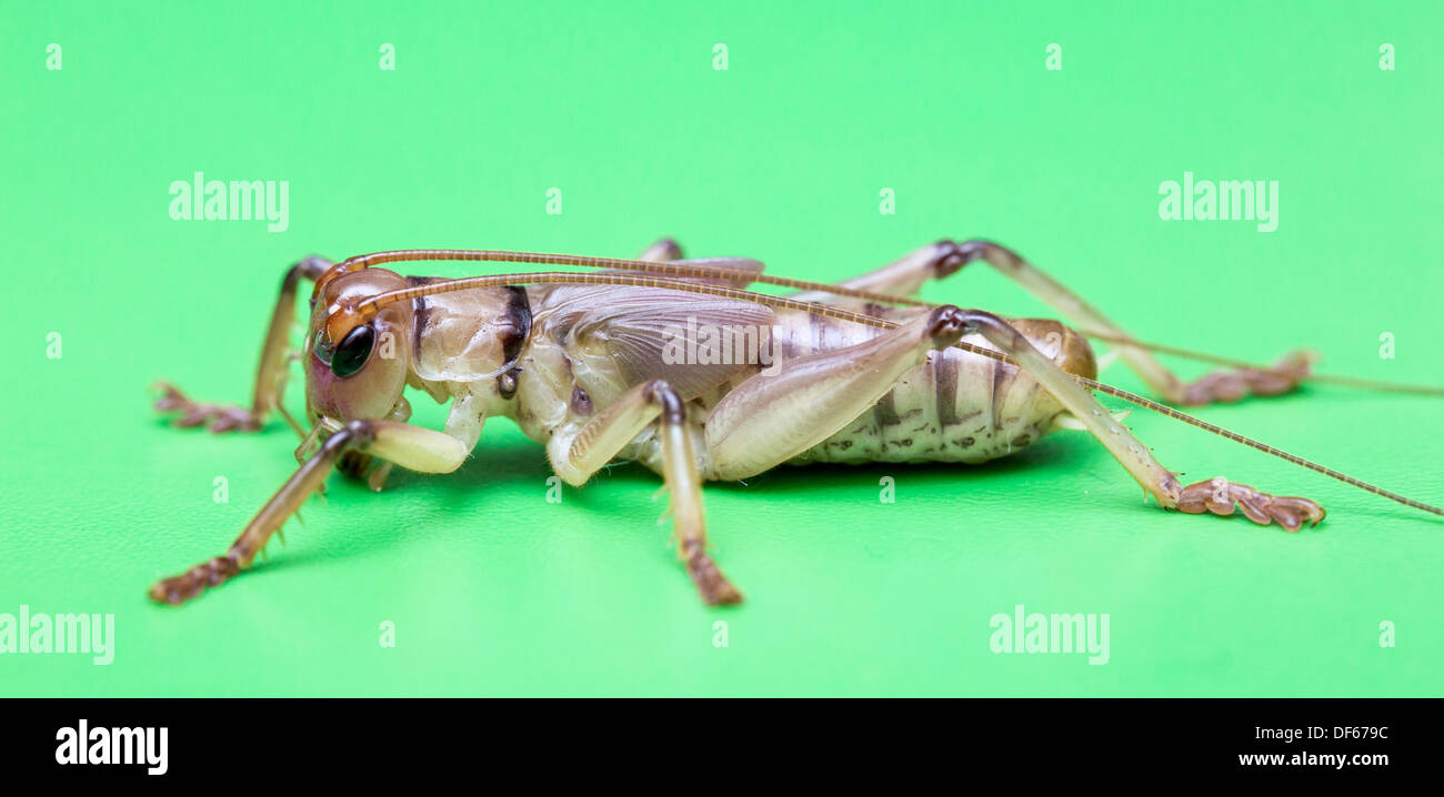 Long horned grasshopper Stock Photo