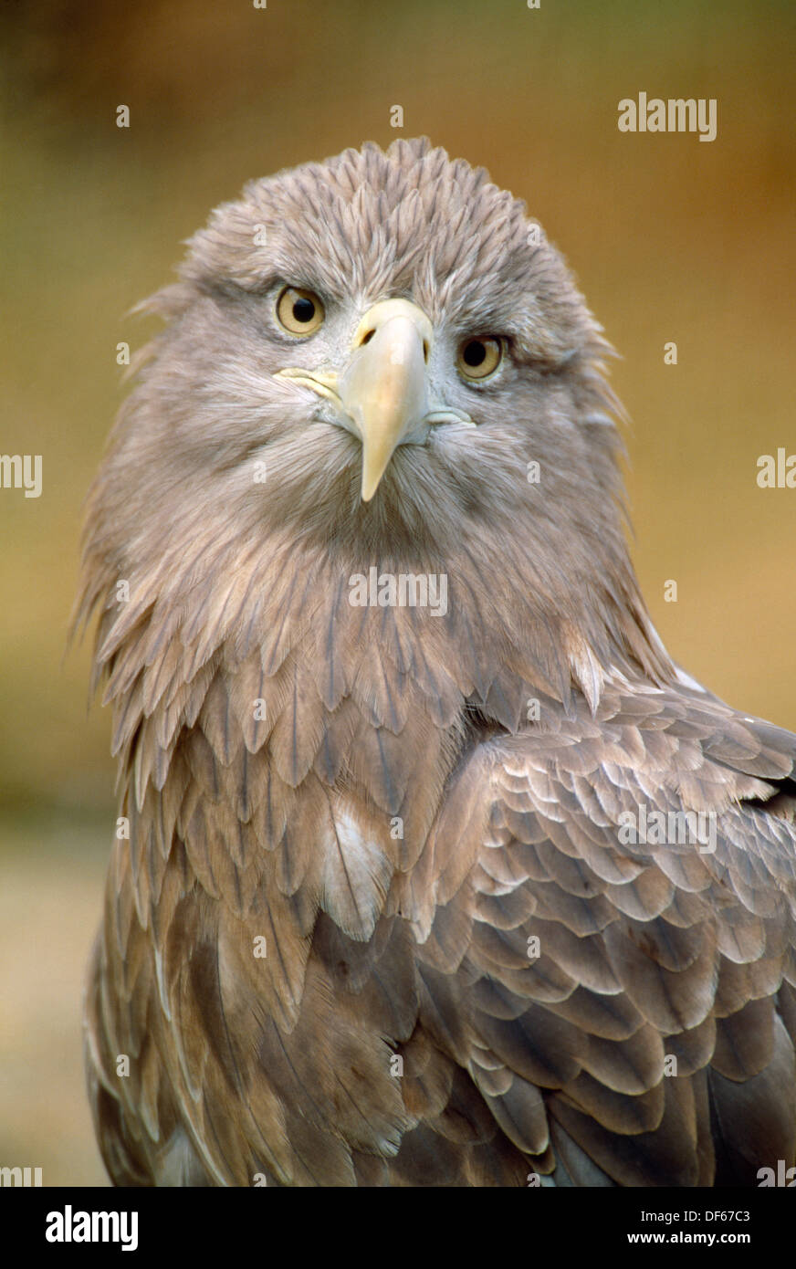 Eagle head on white hi-res stock photography and images - Alamy