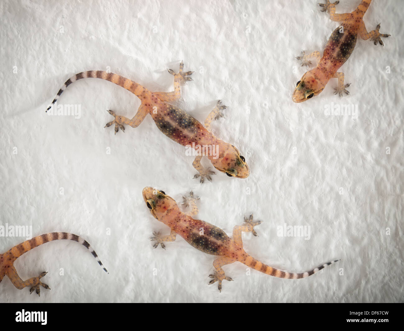 Several colorful Geckos on the wall. Stock Photo