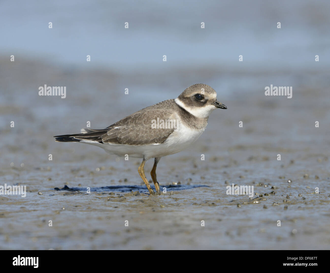 Ringed Plover Charadrius hiaticula- Juvenile Stock Photo