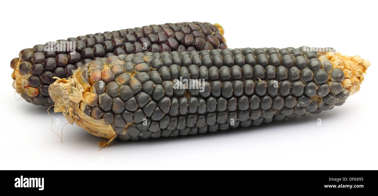 Fresh corns Stock Photo