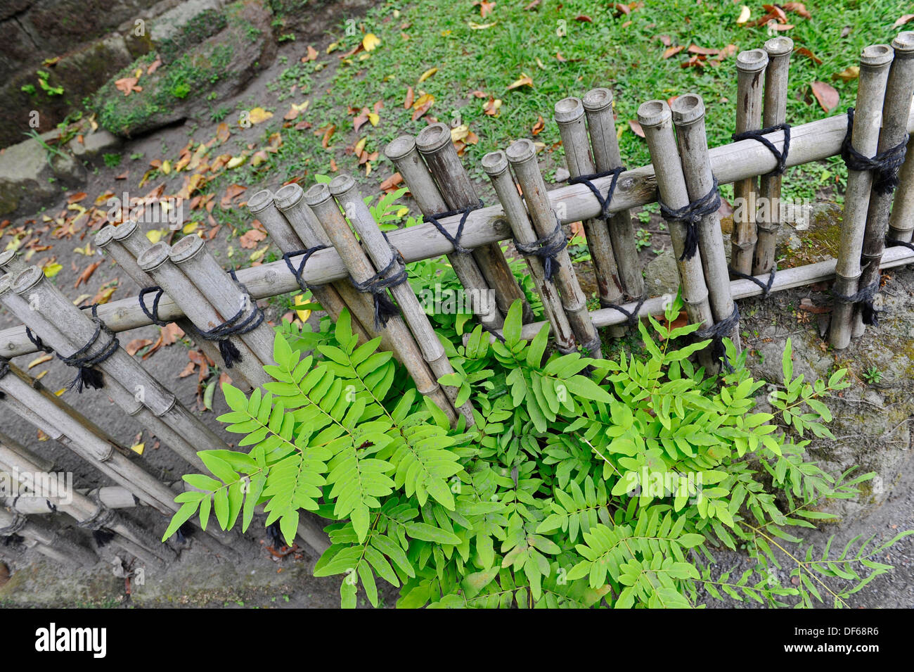 Cut bamboo used as a building material to from a small garden fence. Stock Photo