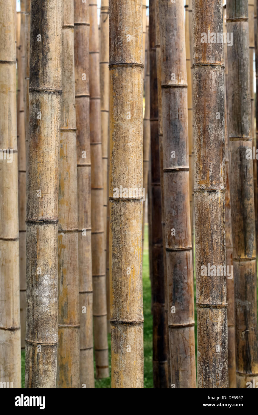 Natural bamboo wood texture Stock Photo by ©josemagon 123600784