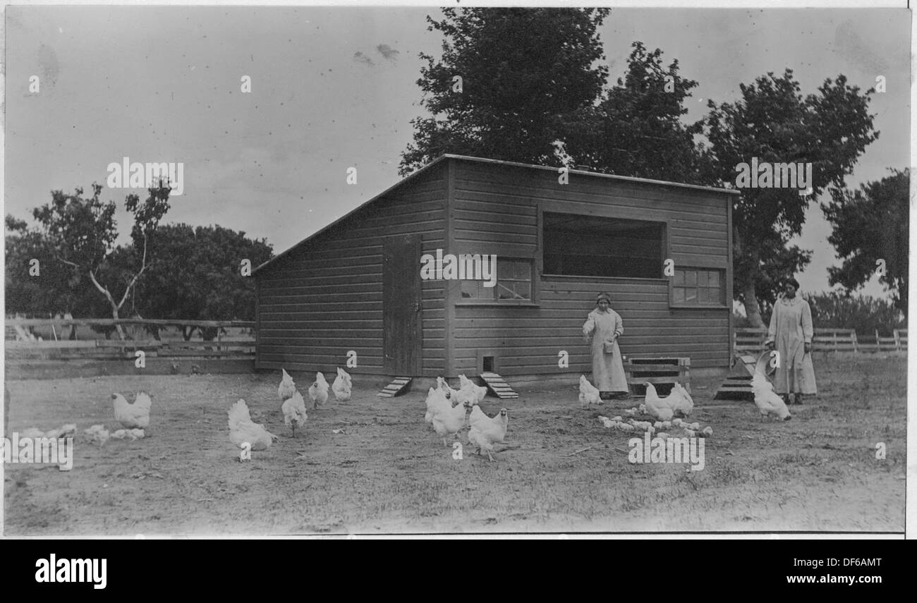 Indian women feed chickens in front of chicken house at Springfield
