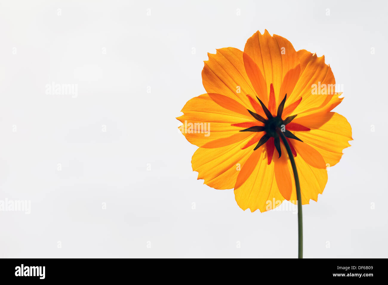 Cosmos flower with one white petal hi-res stock photography and images ...