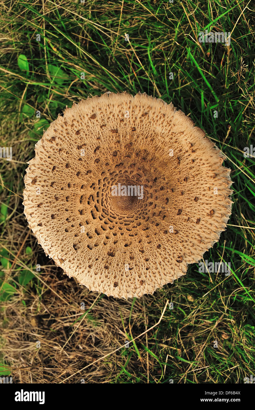 Parasol Mushroom (Macrolepiota procera) from above. A large, edible mushroom found in grassland. Stock Photo