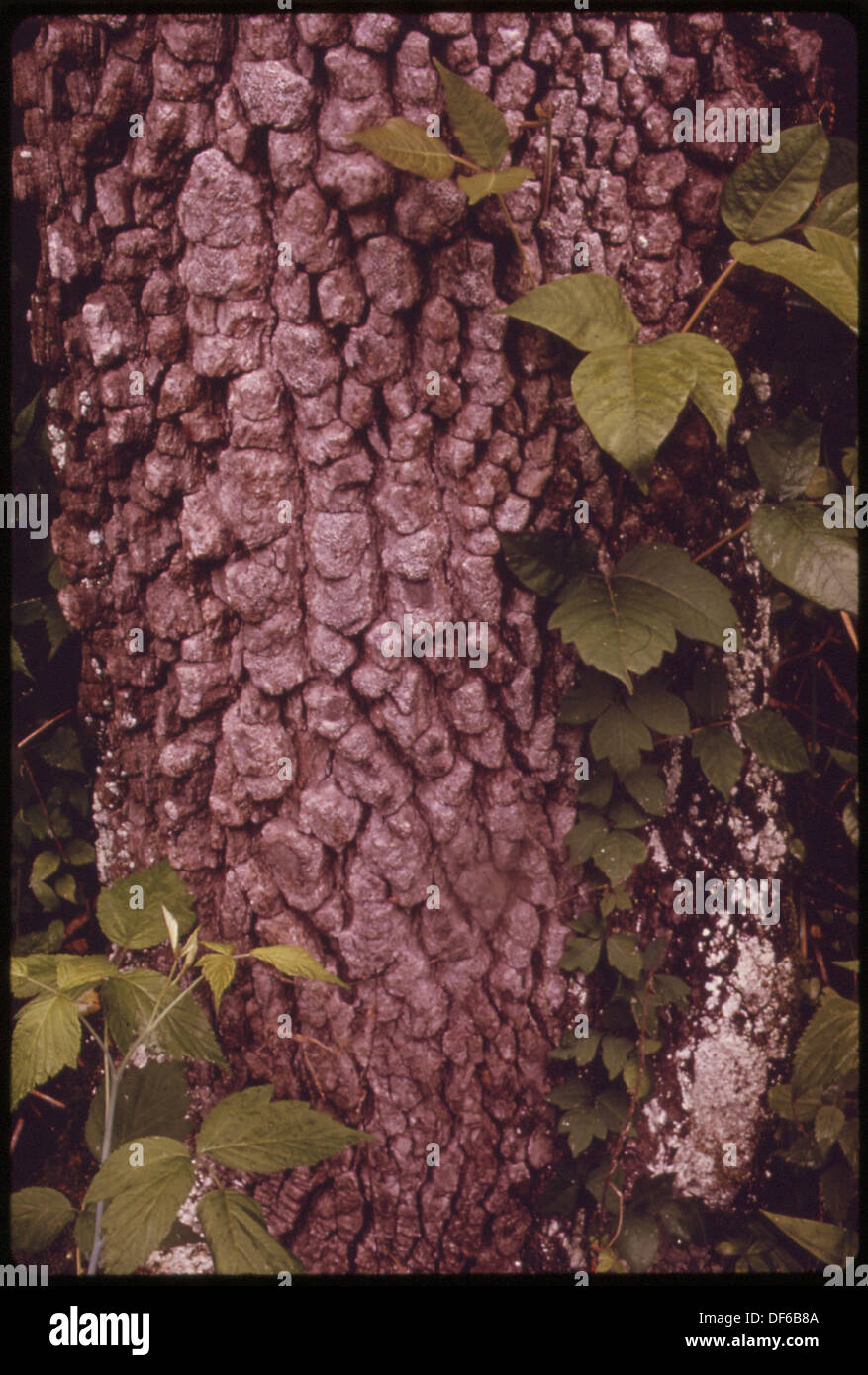 IVY TWINES AROUND ROUGH BARK OF TREE NEAR GUNTER'S BIG SPRING IN THE ...