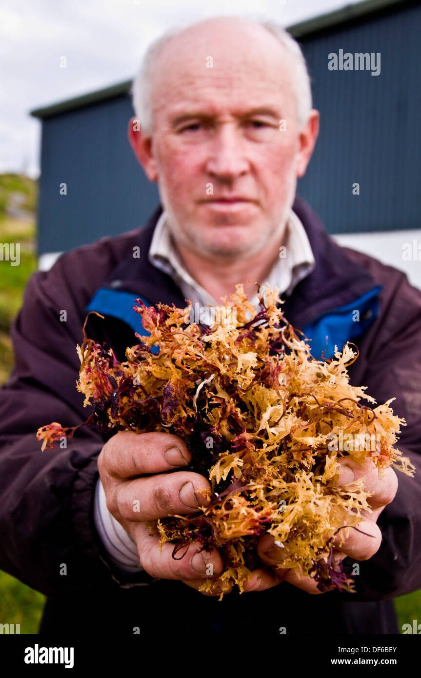 Eddie Cunningham with a handful of his prepared and dried Carrageen moss or Chondrus crispus used as a herbal medicine for chesty coughs and colds Stock Photo