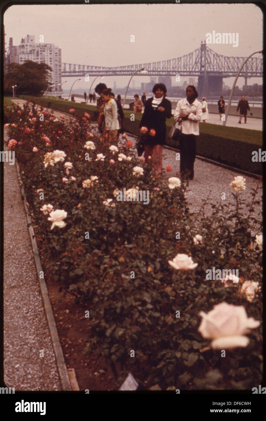 LATEBLOOMING ROSES IN THE GARDEN OF THE UNITED NATIONS HEADQUARTERS