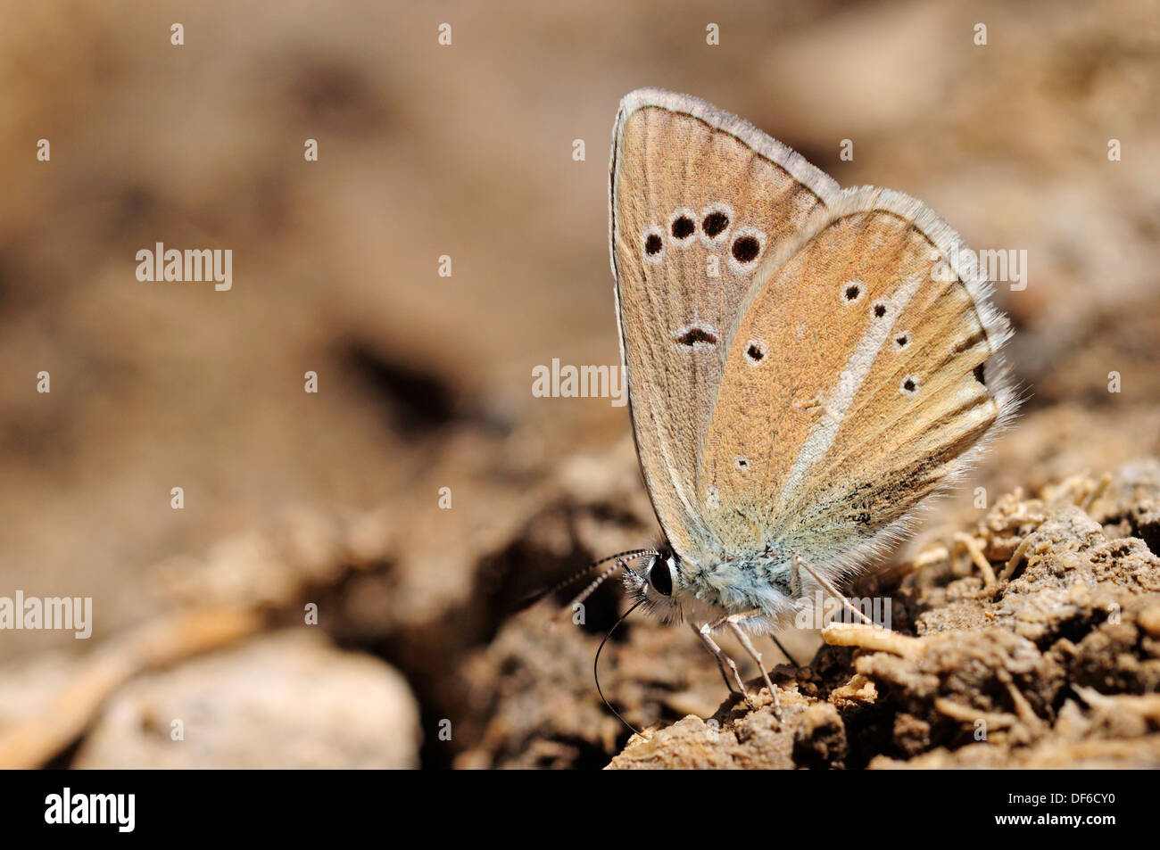 Damon Blue butterfly (Agrodiaetus damon) Stock Photo