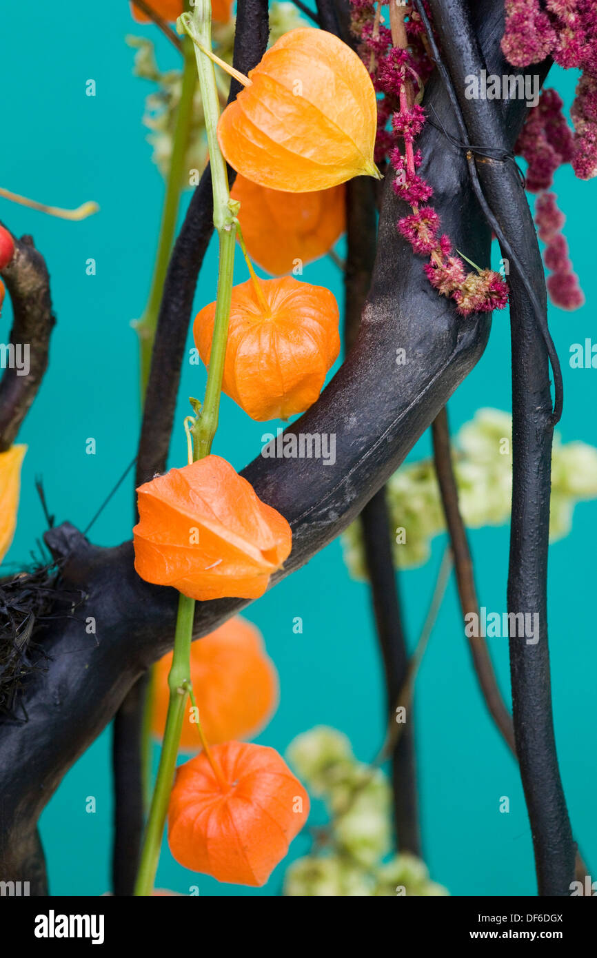 Physalis alkekengi Chinese Lantern Flowers Stock Photo Alamy