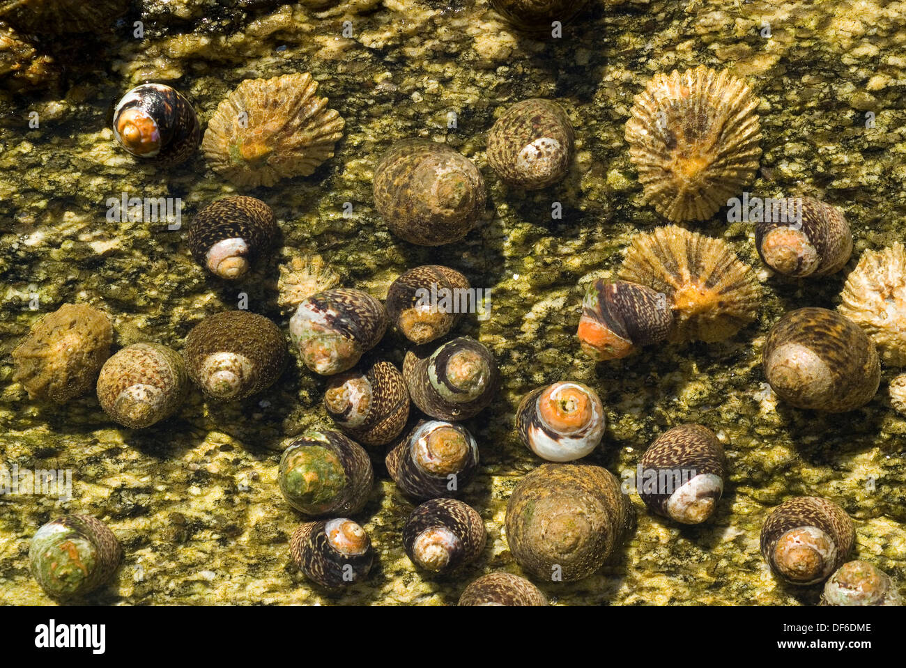 Group of winkles and limpets in an intertidal pool. Stock Photo