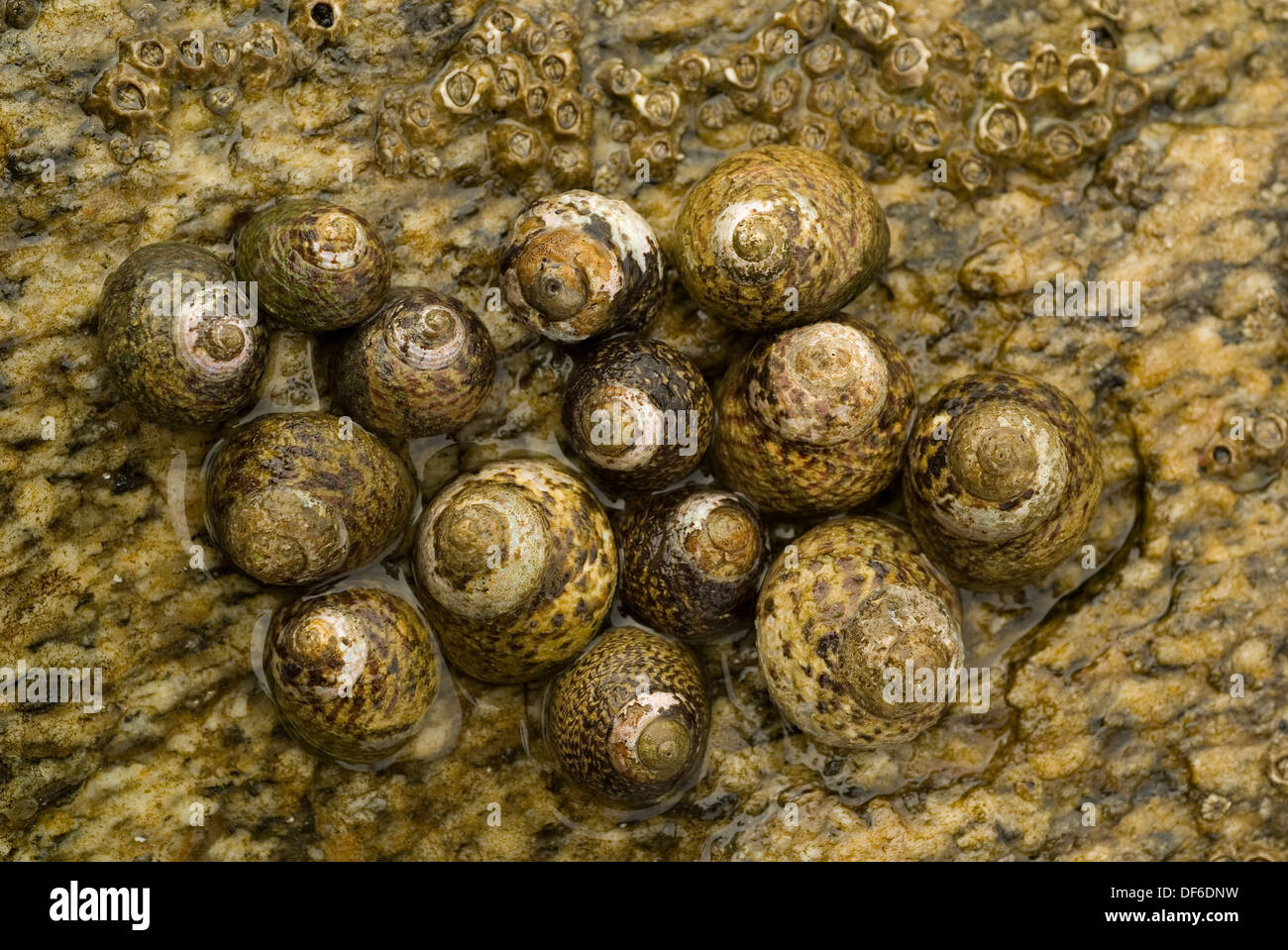 Group of Common Winkles (Littorin littorea) in an intertidal rock pool. Stock Photo