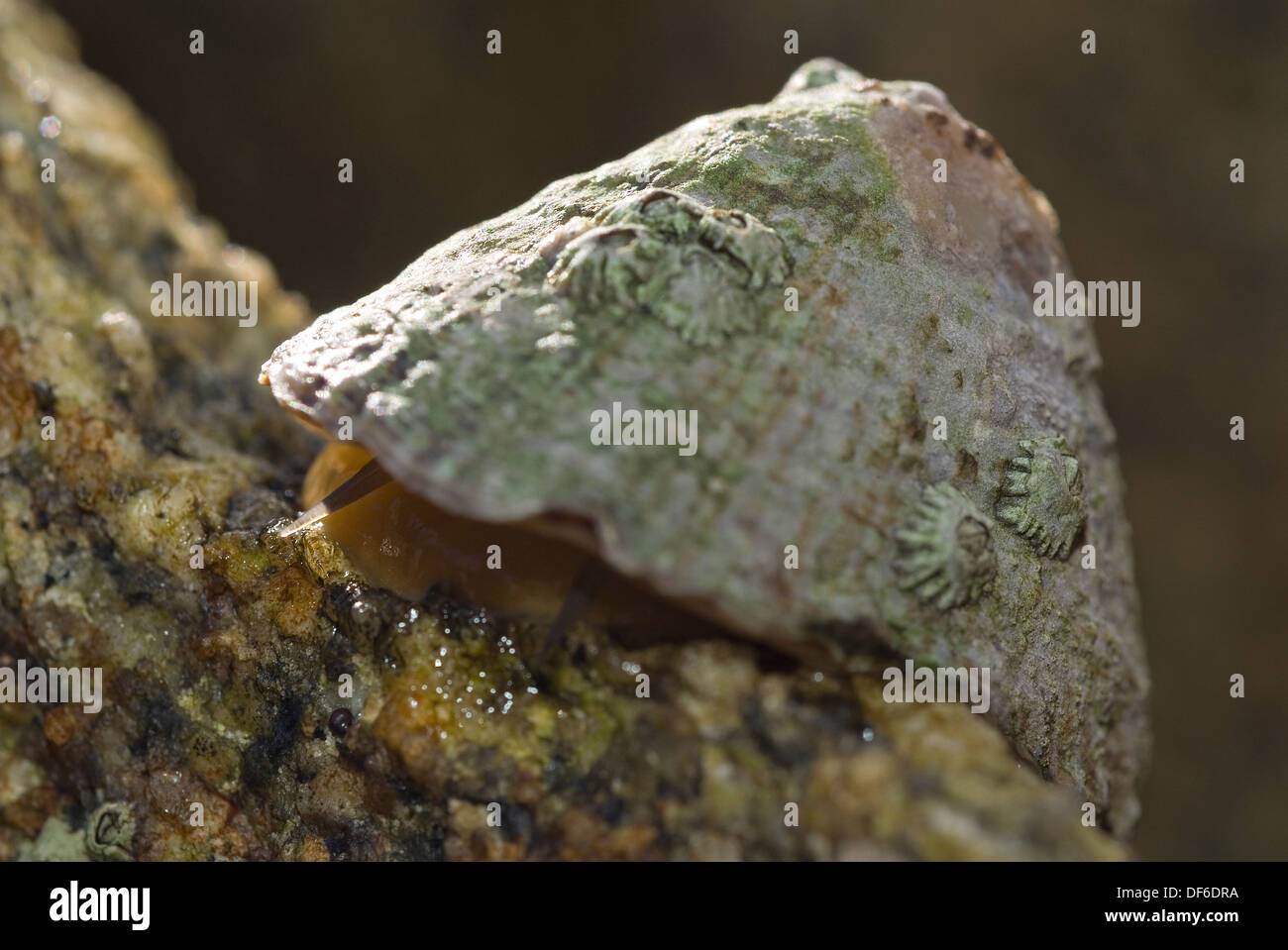 A Limpet on the move Stock Photo