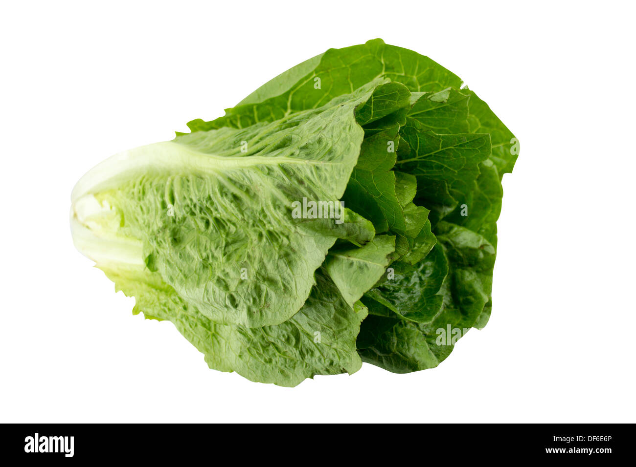 Romain Lettuce on a white background, (with clipping work path) Stock Photo