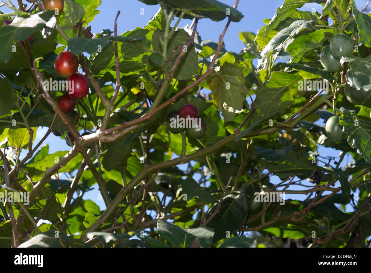 Tamarillo or Tree tomato Stock Photo Alamy