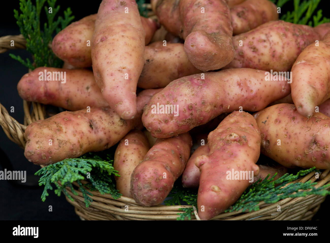 Solanum tuberosum 'Pink Fir Apple' Potato Stock Photo