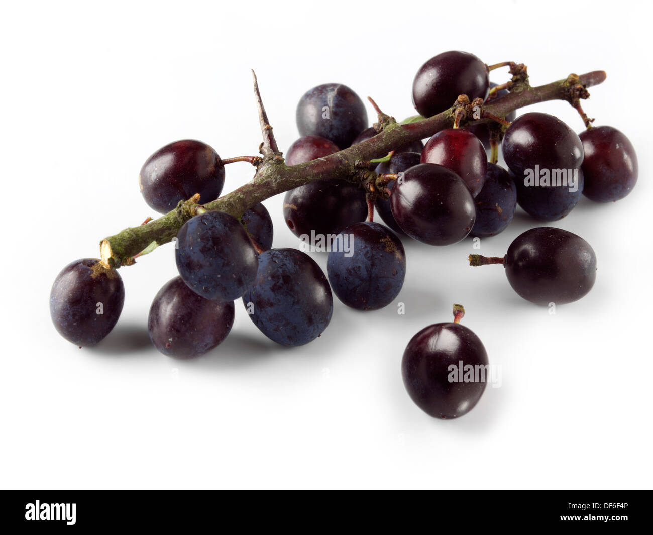 Whole fresh Sloe berries on a twig Stock Photo