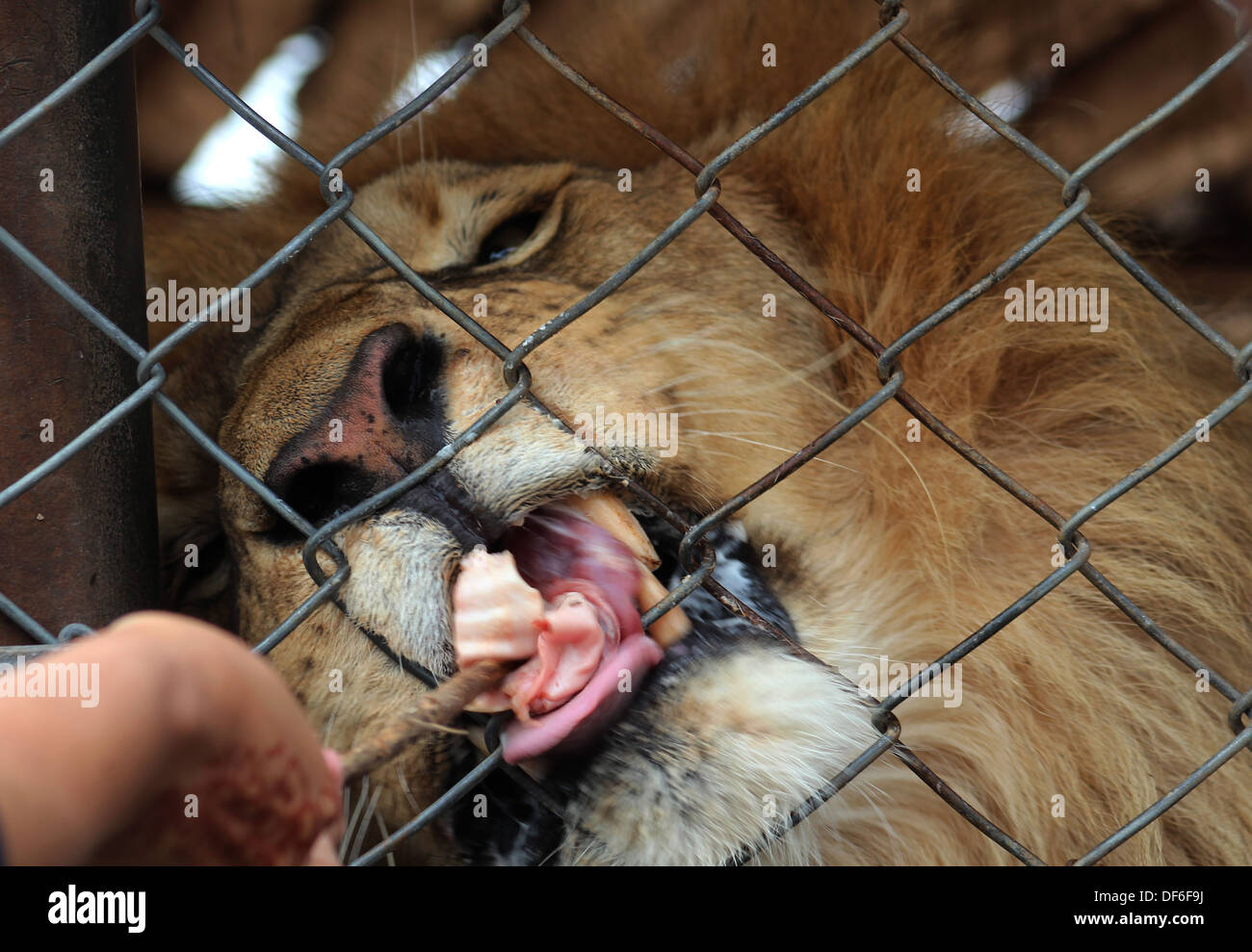 Lion eating hires stock photography and images Alamy