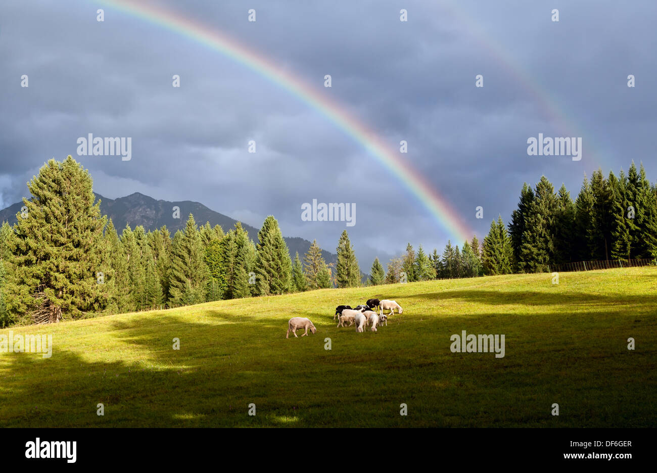 colorful rainbow over alpine pasture with sheep, Bavarian Alps, Germany Stock Photo