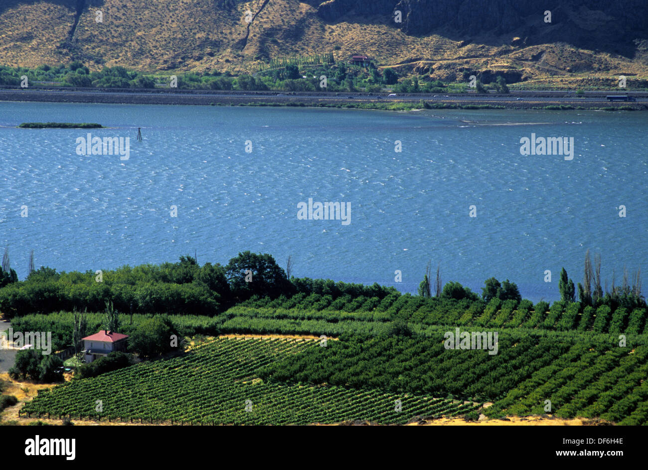 Fruit orchards flank the Columbia River at Maryhill, Washington Stock
