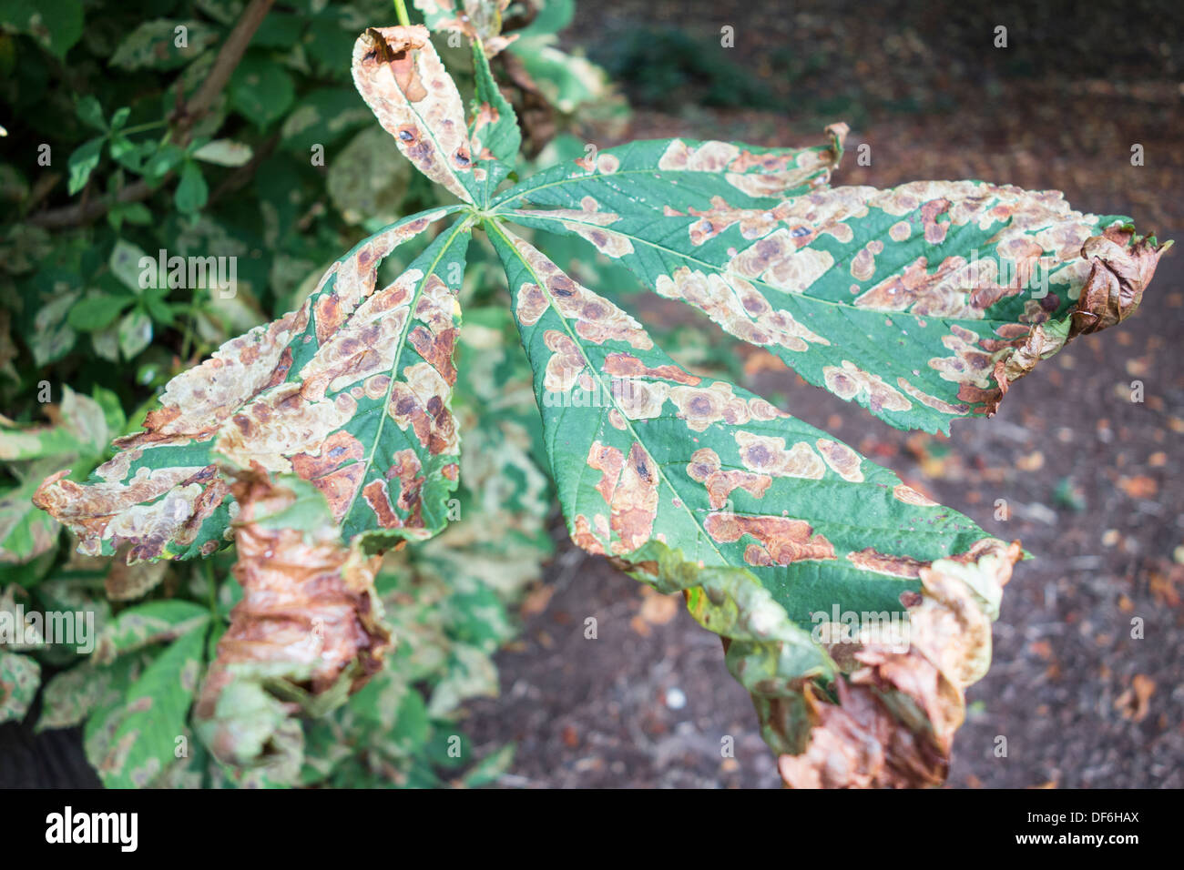 Black spot growing on a Sycamore leaf Stock Photo Alamy