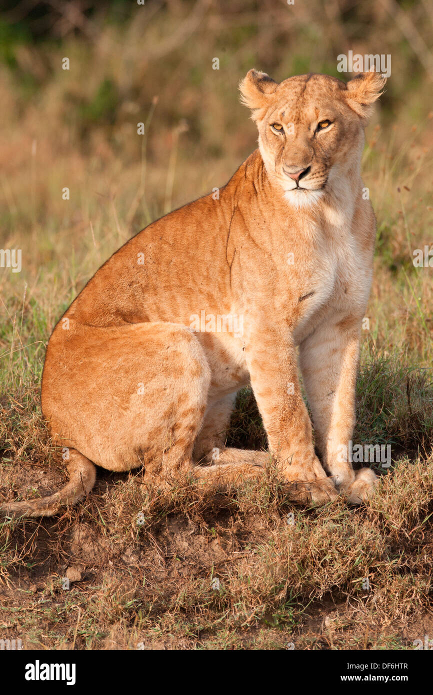 Lioness relaxing and enjoying the early morning sun at the Ol Pajeta Sweetwaters grasslands  at Kenya Stock Photo