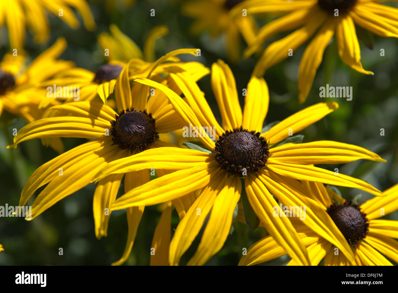 Oil Art & Collectibles Sunshine Susans Painting etna.com.pe