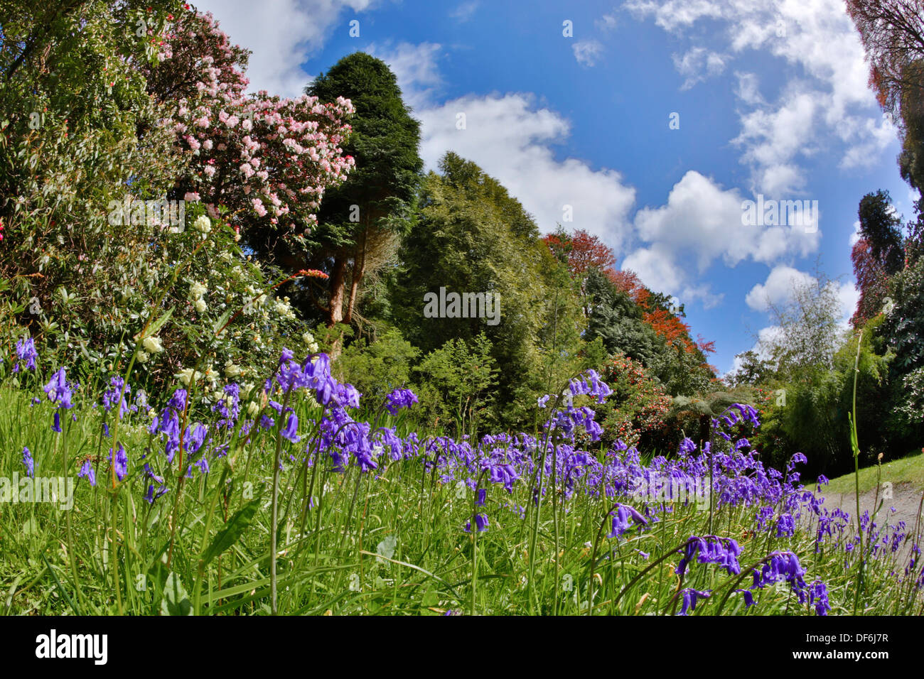 Trebah Garden; Cornwall; UK Stock Photo