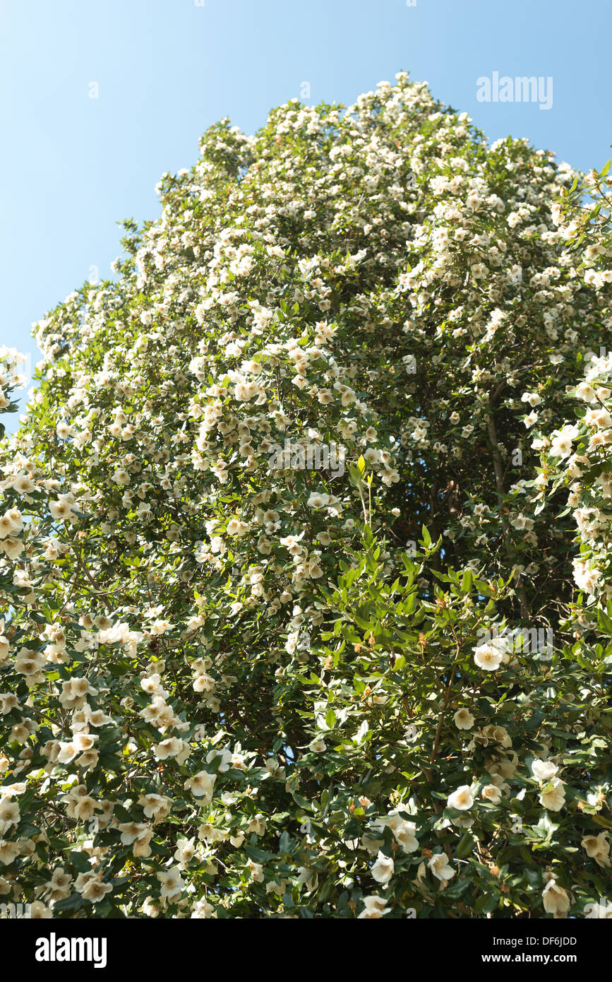 Nymansay tree hi-res stock photography and images - Alamy