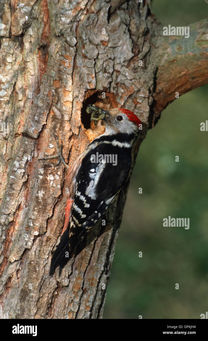 Middle spotted woodpecker (Dendrocopos medius) at nest with food Stock Photo