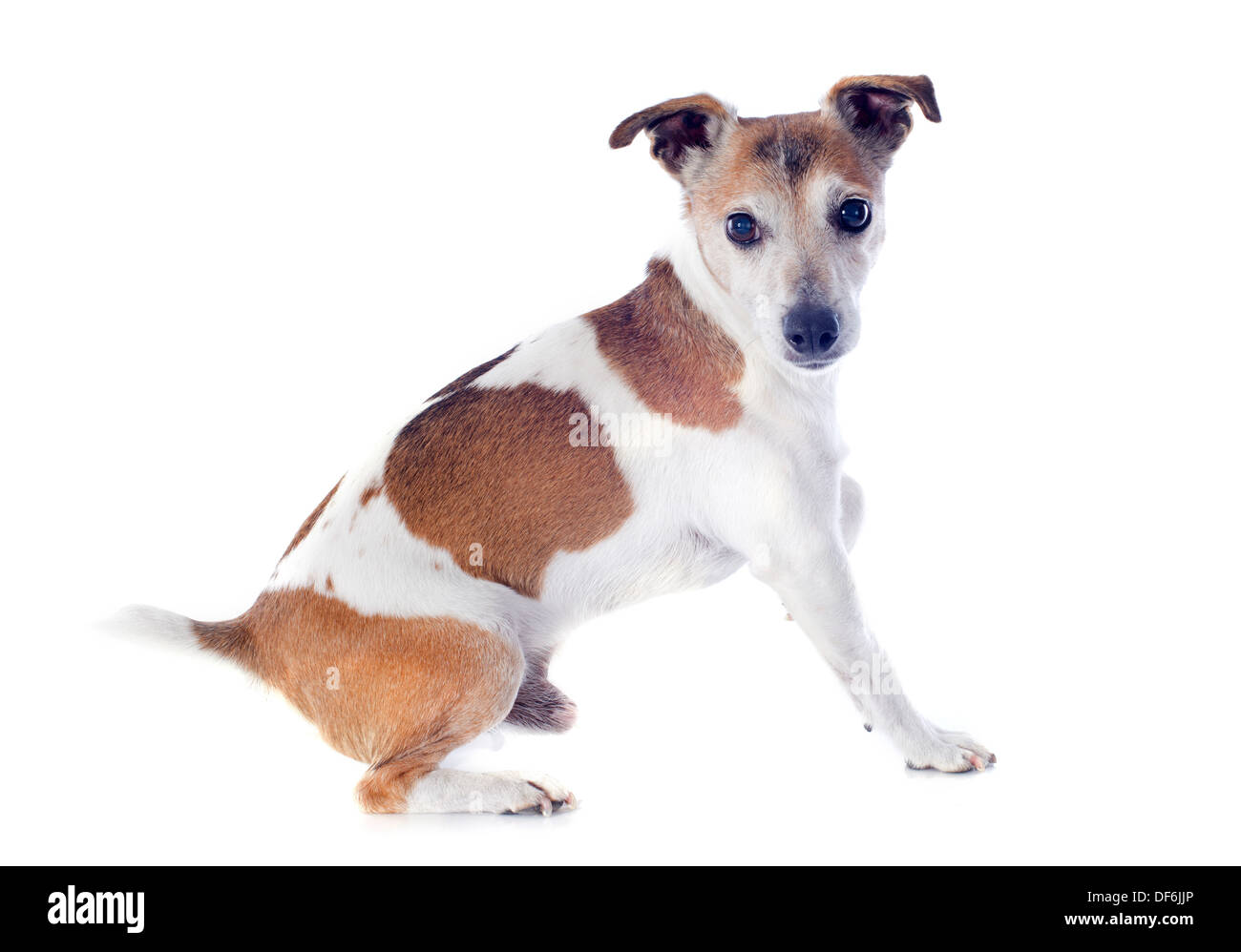 portrait of a purebred jack russel terrier in studio Stock Photo