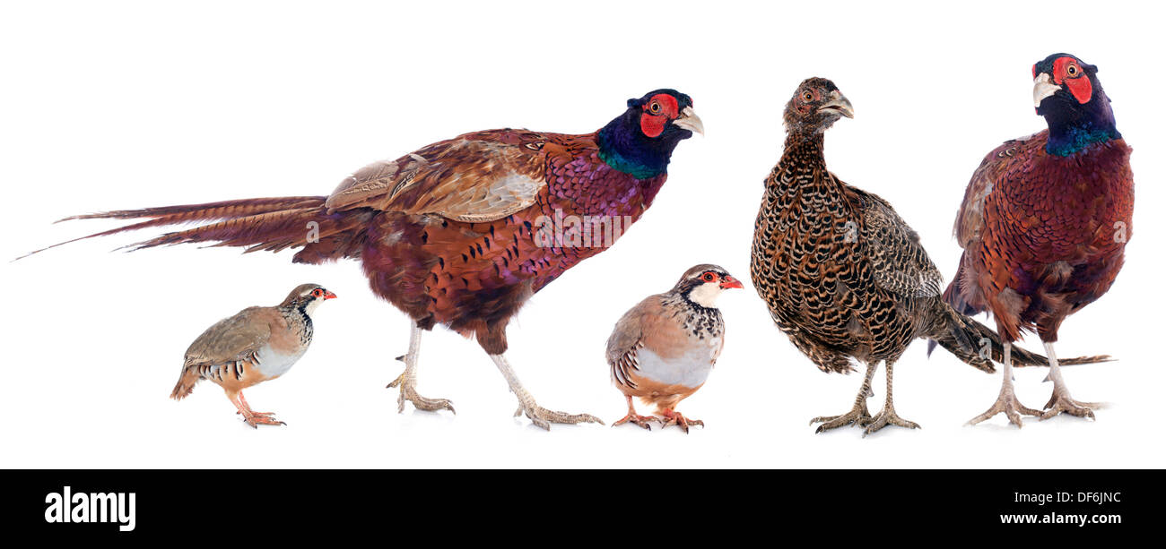 European Common Pheasants and French Partridges in front of white background Stock Photo