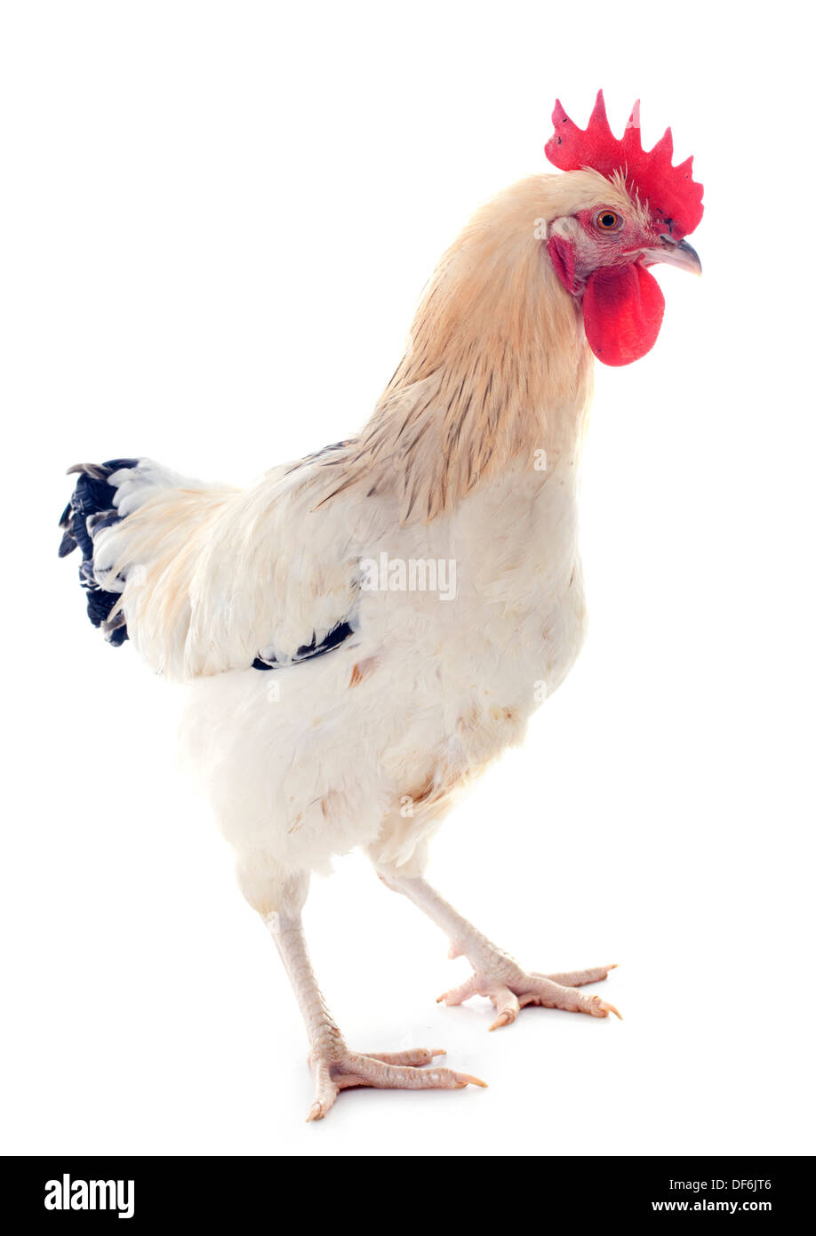 A sussex rooster upright on a white background Stock Photo