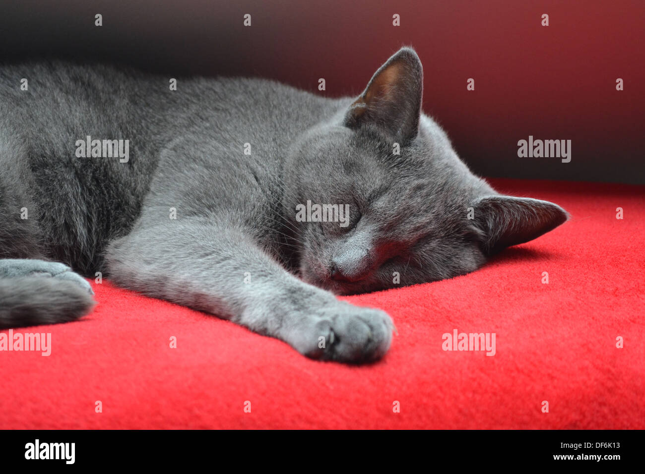 Cat sleeping hires stock photography and images Alamy