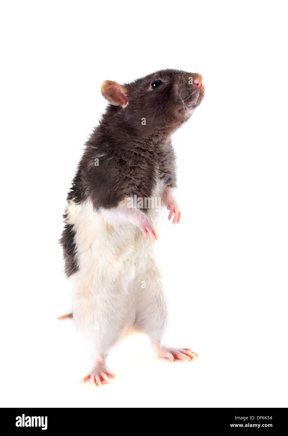 domestic rat in front of white background Stock Photo