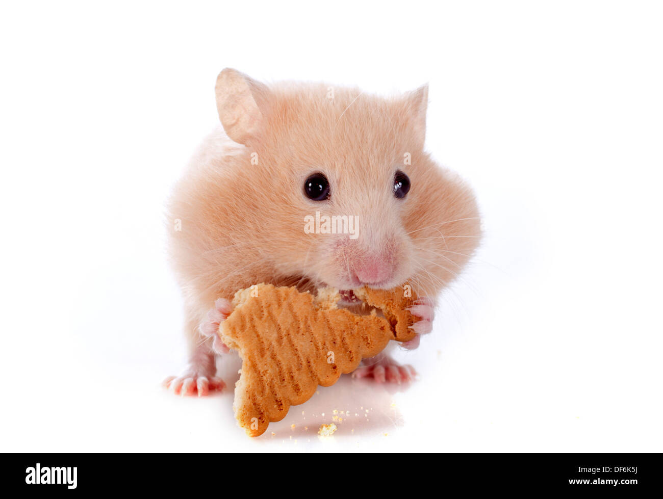 hamster eating cake